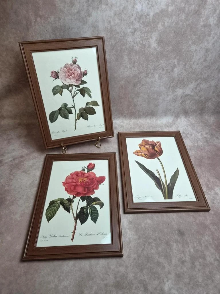 Lot de 3 cadres botaniques P.j. Redouté – Roses & tulipe